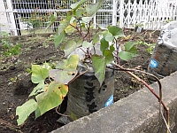 米袋で育てた様子の三枚目写真