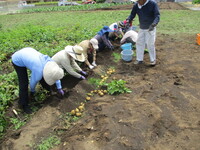 写真:収穫の様子