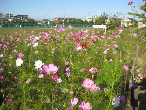 写真：コスモスの開花の様子