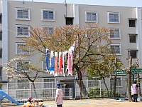 写真:こいのぼりがあがったところ