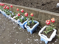 写真:プランターで咲いているチューリップ