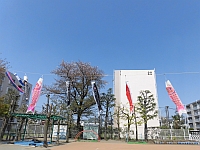 写真:園庭で泳ぐこいのぼり