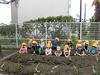 写真:みんなで苗植えをしている様子