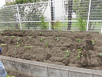 写真:さつま芋の苗植えが終わった畑