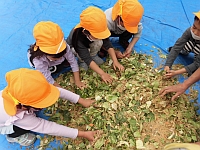写真:ちぎった野菜を混ぜている様子