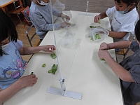 写真:さやむきをしている子どもの様子