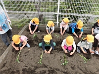 写真:さつま芋の苗植えの様子