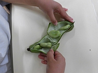 写真:そら豆のさやむきをする様子