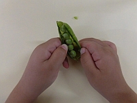 写真:グリーンピースのさやむきの様子