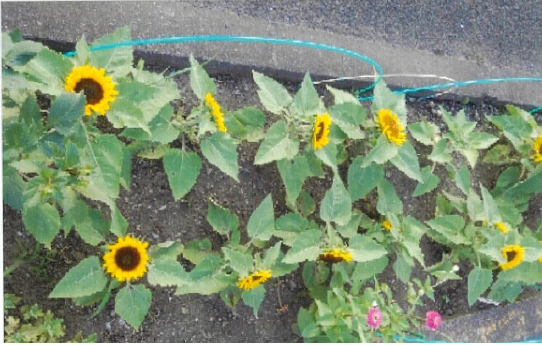 ひまわりの写真(上から)