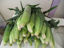 写真：トウモロコシ皮むき