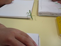 写真：カマキリ