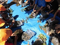 写真:米袋から土をあける様子