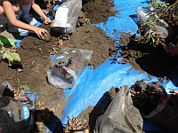 写真:土からじゃがいもを探す様子