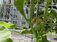 写真:こどもたちが育てたミニかぼちゃ