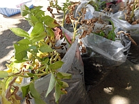 写真:米袋で育てたじゃがいも