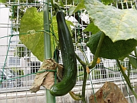写真:こどもたちが育てたきゅうり