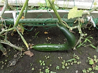 写真:子供たちが育てたきゅうり