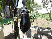 写真:こどもたちが育てたなす