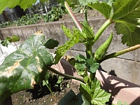 写真:こどもたちが育てたオクラ