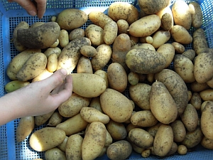 写真:収穫したじゃがいも