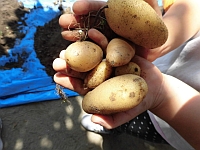 写真:ほれたじゃがいも