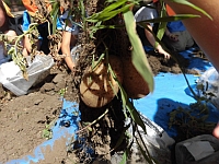 写真:じゃがいもを見つけたところ