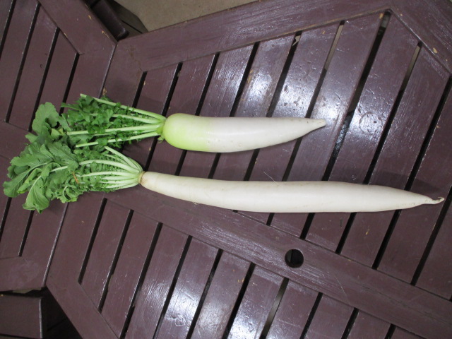 東光寺大根と青首大根