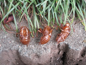 セミの抜け殻の写真