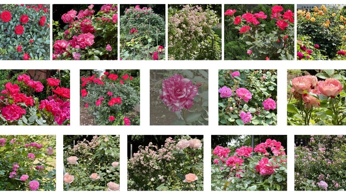 日野中央公園のバラの写真