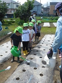 4歳児ぞう組が大根の種をまいている写真