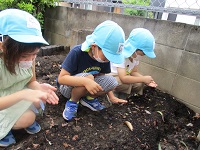 4歳児がカブの種をまいている写真です。