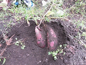 写真:畑の芋