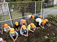 写真:芋ほりの様子