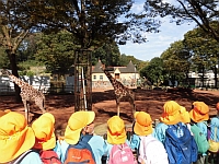 写真:きりんを見る5歳児