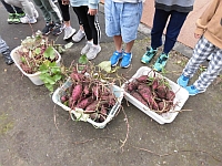 写真:収穫した芋