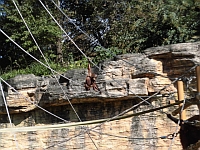 写真:オランウータン