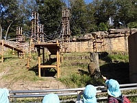 写真:オランウータンを見ている4歳児