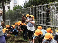 写真:収穫した様子