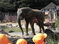 写真:ぞうを見ている5歳児