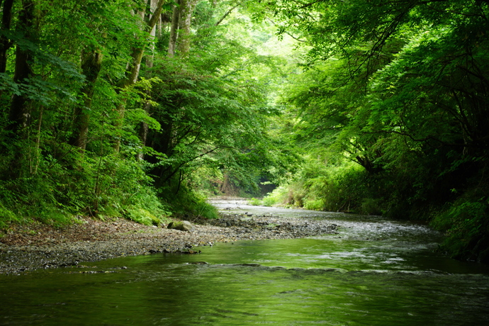 新緑の渓流
