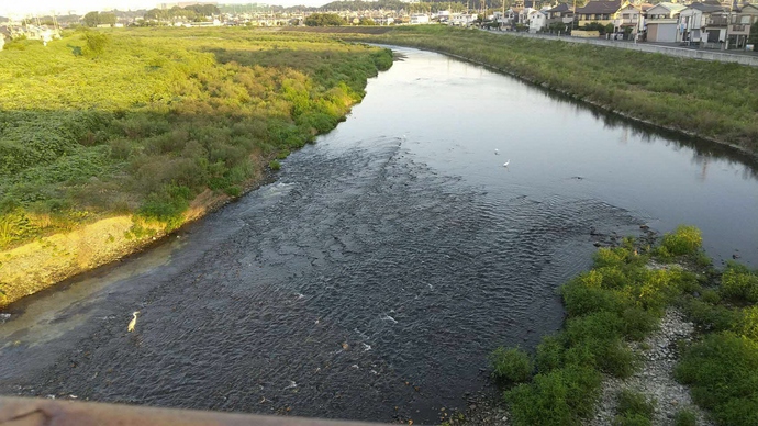 浅川と鳥 なかよしこよし