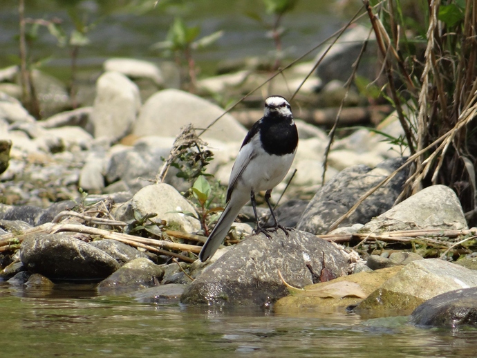 未来を見つめている鳥