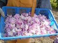 4歳児ぞう組が見せてもらった食用菊の写真