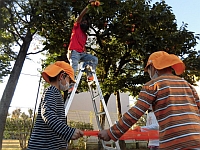 写真:ネットを持って収穫する様子