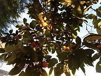 写真:園庭の柿の木の様子