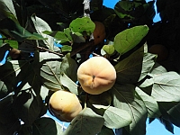 写真:大きな柿の実