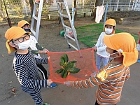 写真:柿の実をネットでキャッチしたところ