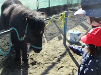 写真：リトルホース