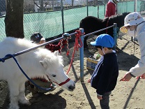 写真：リトルホース